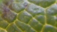 葉っぱの写真のドアップ